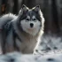 The Ultimate Guide to Pomsky Puppies: Size, Appearance, and Personality Traits