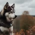 Pomsky Puppies for Sale in Orlando, FL