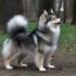 Top 10 Pomski Hats for Your Furry Friend