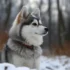 Find Pomsky Puppies for Sale: Tips and Tricks