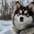 FAQs about Pomsky Haircuts
