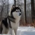 Pomsky Zucht Deutschland: Find Your Perfect Pomsky Companion