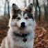 Pomsky Prices in Michigan: What to Expect