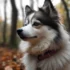 Top Pomsky Breeders in Florida