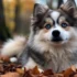 Pomsky Puppies in Arkansas: Where to Find Them