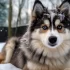 Elevage Pomsky Quebec: Where to Find the Best Pomskies for Sale