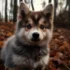 Black and White Pomsky Puppies: Adorable and Unique