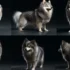 Adorable Pomsky Puppies in CT: Find Your Perfect Furry Companion
