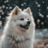 Free Pomsky Puppies: Where to Find Them and What to Know