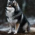 Where To Buy A Pomsky Near Me: Tips For Finding A Reputable Breeder