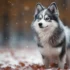Affordable Pomskies For Sale: How To Find The Perfect Companion