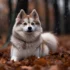 Little Pomsky – Your Perfect Companion