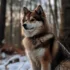 Pomklee vs Pomsky: Understanding the Differences and Similarities
