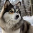 Pomski Mini: All You Need to Know About This Adorable Pomsky Mix