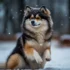 Discover the Unique Qualities of First Generation Pomskies