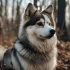 Pomsky Fiyatları: Türkiye’de Pomsky Köpeklerin Maliyeti