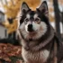Firefly Pomskies: Everything You Need to Know about this Adorable Pomsky Mix