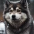 Discover the Unique Qualities of First Generation Pomskies