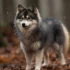 Do Pomskies Enjoy The Cold? Tips For Keeping Your Pomsky Warm In Winter