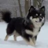 Pomsky Vs Shiba Inu: Which Makes The Better Pet?