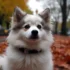 Best Pomsky Puppy Food for Optimal Nutrition and Growth