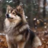 Christmas Pomskies: The Perfect Gift For The Holiday Season