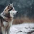 Adorable Fluffy White Pomsky Puppy: A Complete Guide to Understanding the Pomsky Mix