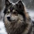 Pomsky Grown Up: What To Expect From Your Fully-Grown Pomsky