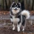 Everything You Need to Know About Full Grown Apex Pomskies