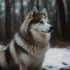 Top 10 Foods for a Healthy Pomsky Diet