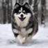 Fox Red Pomsky: A Guide to Appearance and Personality Traits