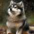 Arctic Spitz Pomsky: The Ultimate Guide To This Unique Mix
