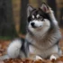 Find your perfect companion with free Pomsky puppies in Michigan
