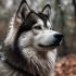 Fox Dog Pomsky: Facts and Characteristics of this Adorable Hybrid
