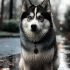 Free Pomsky Puppies for Sale: Where to Find Them and What You Need to Know