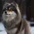 Free Pomsky Puppies in VA: How to Find Your Perfect Companion