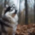 Free Pomsky Puppies in Ohio: Tips for Finding Your Perfect Companion