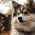 Pomsky Puppy Training: Tips and Tricks for a Well-Behaved Companion