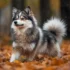 Everything You Need to Know About Full Grown Merle Pomskies