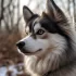 Pomsky 3 Generacion: What You Need to Know About the Third Generation of Pomskies