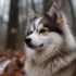 Pomsky Adult: Understanding Size, Appearance, And Personality Traits