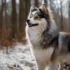 Pomsky Puppies For Sale In San Antonio