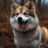 Female Pomsky For Sale: Find Your Perfect Companion