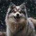 Find Pomskys Near Me: A Comprehensive Guide To Finding Your Perfect Companion