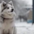 Best Pomsky Breeders: Where To Find Top-Quality Pomskies