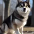 Frozen River Pomskies in Michigan: A Guide to This Popular Breed