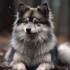 Full Grown Pomsky Images: Adorable Examples of This Mixed Breed