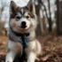 Pomskies for Sale in Canada: Finding the Right Breeder