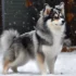 Full Size Pomsky Adults: Understanding the Appearance and Personality Traits