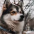 Pictures of Full Grown Pomskies: Understanding Their Size and Appearance